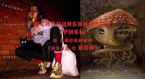 прущие грибы Аркадак